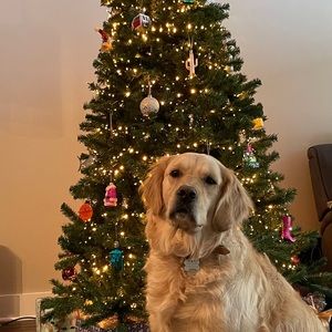 Meet your Posher, William